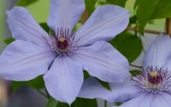 Bernadine Clematis - 1 Gallon Pot -Garden Plants clematis bernadine 1