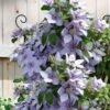 Bernadine Clematis - 1 Gallon Pot 1 Bernadine Clematis - 1 Gallon Pot -Garden Plants clematis bernadine 5