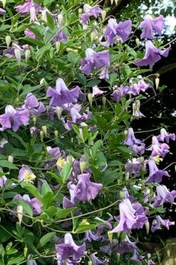 Betty Corning Clematis - 1 Gallon Pot 11 Betty Corning Clematis - 1 Gallon Pot -Garden Plants clematis betty corning 2