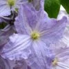 Blue Angel Clematis - 1 Gallon Pot 1 Blue Angel Clematis - 1 Gallon Pot -Garden Plants clematis blue angel 1