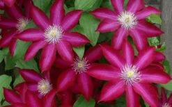 Bourbon Clematis - 1 Gallon Pot -Garden Plants clematis bourbon 4