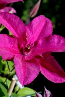 Cardinal Wyszynski Clematis - 1 Gallon Pot -Garden Plants clematis cardinal wyszynski 10