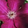 Cardinal Wyszynski Clematis - 1 Gallon Pot -Garden Plants clematis cardinal wyszynski 9