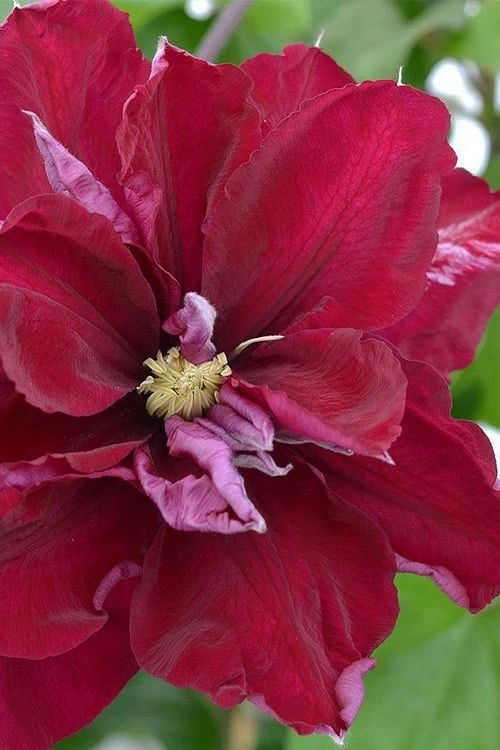 Charmaine Clematis - 1 Gallon Pot 7 Charmaine Clematis - 1 Gallon Pot - Image 5