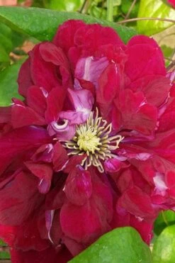 Charmaine Clematis - 1 Gallon Pot 14 Charmaine Clematis - 1 Gallon Pot -Garden Plants clematis charmaine 500x750 1