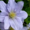 Chelsea Clematis - 1 Gallon Pot 1 Chelsea Clematis - 1 Gallon Pot -Garden Plants clematis chelsea 5