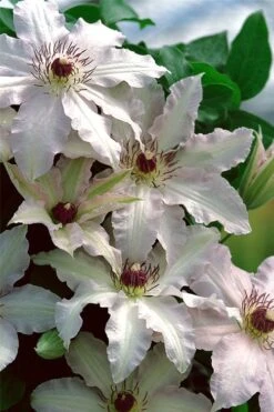 Clair De Lune Clematis - 1 Gallon Pot -Garden Plants clematis clair de june 2