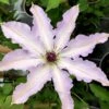 Clair De Lune Clematis - 1 Gallon Pot 2 Clair De Lune Clematis - 1 Gallon Pot -Garden Plants clematis clair de june 3