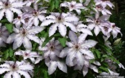 Clair De Lune Clematis - 1 Gallon Pot -Garden Plants clematis clair de june 4