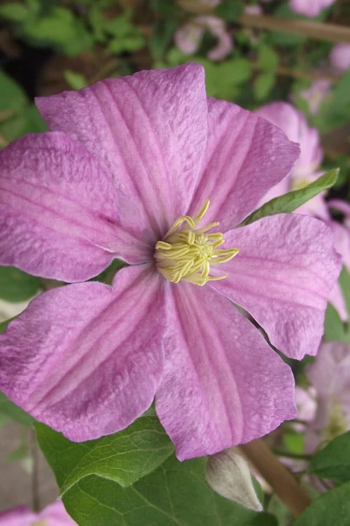 Comtesse De Bouchaud Clematis - 1 Gallon Pot 8 Comtesse De Bouchaud Clematis - 1 Gallon Pot - Image 6