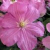 Comtesse De Bouchaud Clematis - 1 Gallon Pot -Garden Plants clematis comtesse de bouchaud 7