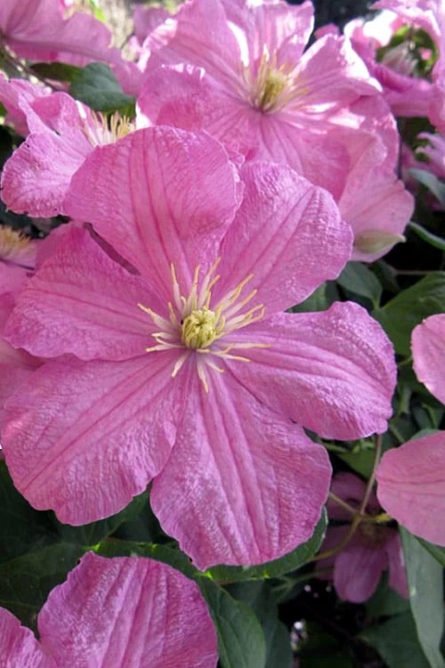 Comtesse De Bouchaud Clematis - 1 Gallon Pot 3 Comtesse De Bouchaud Clematis - 1 Gallon Pot