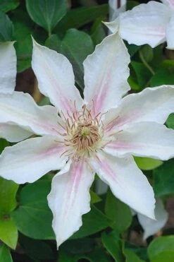 Corinne Clematis - 1 Gallon Pot -Garden Plants clematis corinne 14