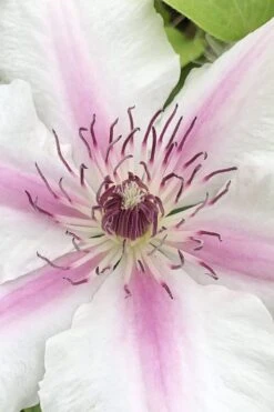 Corinne Clematis - 1 Gallon Pot -Garden Plants clematis corinne 15