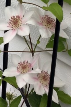 Corinne Clematis - 1 Gallon Pot -Garden Plants clematis corinne 17