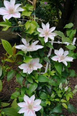 Corinne Clematis - 1 Gallon Pot -Garden Plants clematis corinne 18
