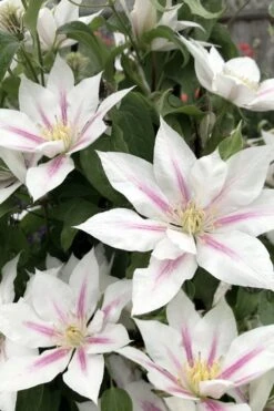 Corinne Clematis - 1 Gallon Pot -Garden Plants clematis corinne 2
