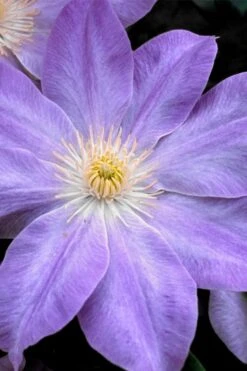 Diana's Delight Clematis - 1 Gallon Pot 12 Diana's Delight Clematis - 1 Gallon Pot -Garden Plants clematis dianas delight 1