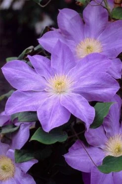 Diana's Delight Clematis - 1 Gallon Pot 13 Diana's Delight Clematis - 1 Gallon Pot -Garden Plants clematis dianas delight 2