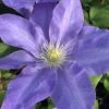 Diana's Delight Clematis - 1 Gallon Pot