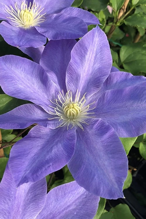 Diana's Delight Clematis - 1 Gallon Pot 3 Diana's Delight Clematis - 1 Gallon Pot