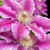 Dr. Ruppel Clematis - 1 Gallon Pot -Garden Plants clematis dr ruppel 10