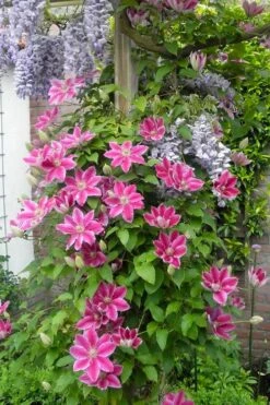 Dr. Ruppel Clematis - 1 Gallon Pot 17 Dr. Ruppel Clematis - 1 Gallon Pot -Garden Plants clematis dr ruppel 12