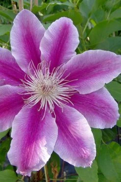 Dr. Ruppel Clematis - 1 Gallon Pot 21 Dr. Ruppel Clematis - 1 Gallon Pot -Garden Plants clematis dr ruppel 2