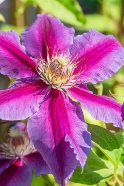 Dr. Ruppel Clematis - 1 Gallon Pot 20 Dr. Ruppel Clematis - 1 Gallon Pot -Garden Plants clematis dr ruppel 3