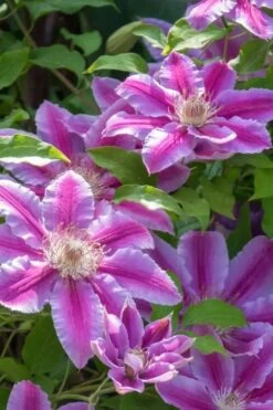 Dr. Ruppel Clematis - 1 Gallon Pot 18 Dr. Ruppel Clematis - 1 Gallon Pot -Garden Plants clematis dr ruppel 4