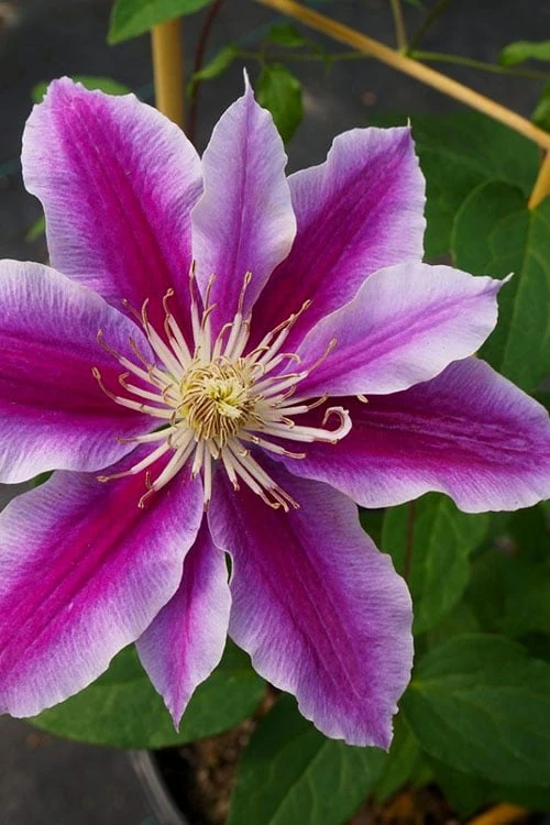 Dr. Ruppel Clematis - 1 Gallon Pot 9 Dr. Ruppel Clematis - 1 Gallon Pot - Image 7