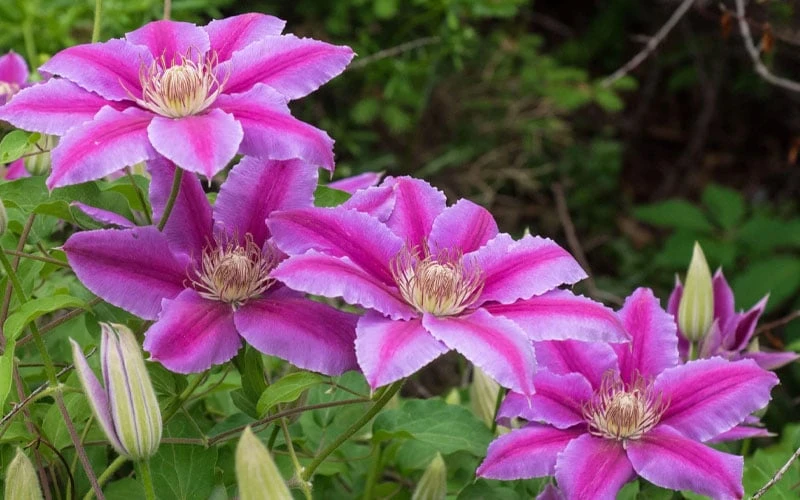 Dr. Ruppel Clematis - 1 Gallon Pot 12 Dr. Ruppel Clematis - 1 Gallon Pot - Image 10