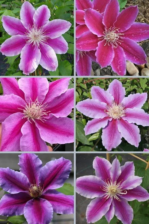Dr. Ruppel Clematis - 1 Gallon Pot 6 Dr. Ruppel Clematis - 1 Gallon Pot - Image 4