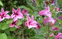 Duchess Of Albany Clematis - 1 Gallon Pot -Garden Plants clematis duchess of albany 5