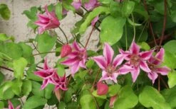 Duchess Of Albany Clematis - 1 Gallon Pot -Garden Plants clematis duchess of albany 6