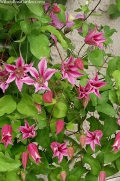 Duchess Of Albany Clematis - 1 Gallon Pot -Garden Plants clematis duchess of albany 7