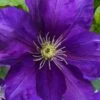 Duchess Of Cornwall Clematis- 1 Gallon Pot -Garden Plants clematis duchess of cornwall 3