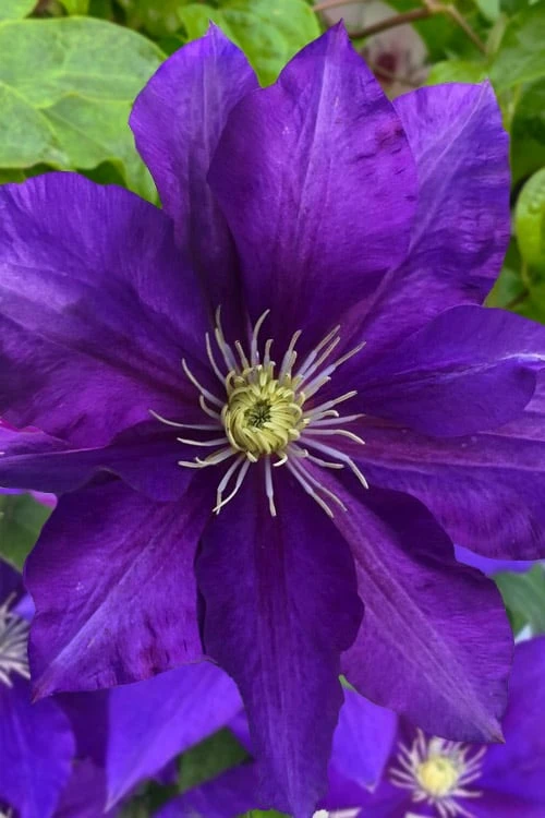 Duchess Of Cornwall Clematis- 1 Gallon Pot 3 Duchess Of Cornwall Clematis- 1 Gallon Pot