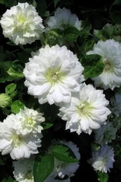 Duchess Of Edinburgh Clematis - 1 Gallon Pot -Garden Plants clematis duchess of edinburgh 7