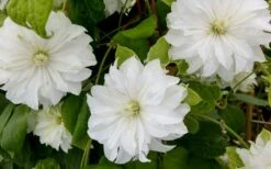 Duchess Of Edinburgh Clematis - 2 Gallon Pot -Garden Plants clematis duschess of edinburgh 3 1