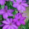 Elsa Spath Clematis - 1 Gallon Pot