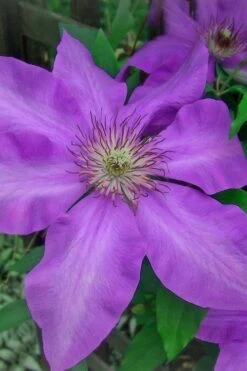 Elsa Spath Clematis - 1 Gallon Pot -Garden Plants clematis elsa spath 7