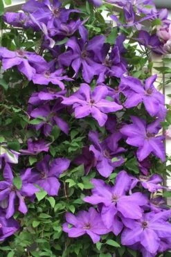 Elsa Spath Clematis - 1 Gallon Pot -Garden Plants clematis elsa spath 9
