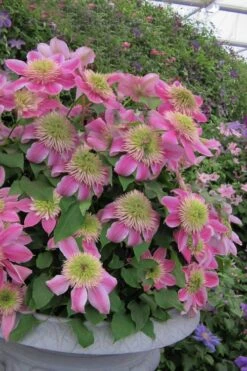 Empress Clematis - 1 Gallon Pot 9 Empress Clematis - 1 Gallon Pot -Garden Plants clematis empress 4