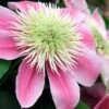 Empress Clematis - 1 Gallon Pot -Garden Plants clematis empress 6
