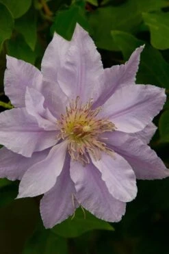 Filigree Clematis - 1 Gallon Pot 15 Filigree Clematis - 1 Gallon Pot -Garden Plants clematis filigree 4