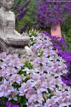 Filigree Clematis - 1 Gallon Pot 12 Filigree Clematis - 1 Gallon Pot -Garden Plants clematis filigree 9
