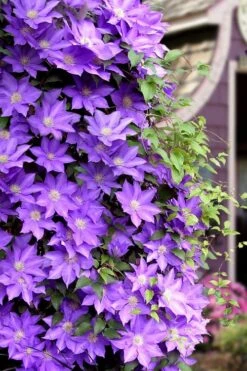 General Sikorski Clematis - 1 Gallon Pot -Garden Plants clematis general sikorski 11