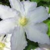 Gillian Blades Clematis - 1 Gallon Pot -Garden Plants clematis gillian blades 7
