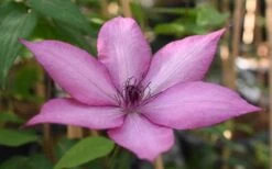 Giselle Clematis - 1 Gallon Pot -Garden Plants clematis giselle 11